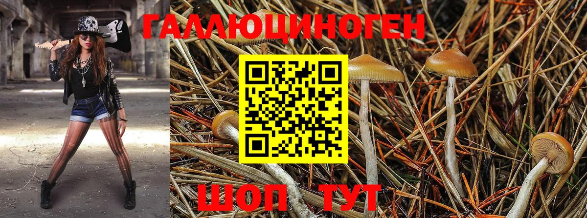 Псилоцибиновые грибы Psilocybine cubensis  Псилоцибиновые грибы ЛСД  Мыски  Вход с VPN 